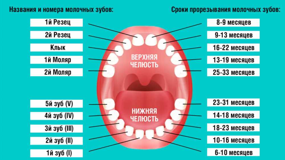 Факторы, влияющие на сроки прорезывания зубов: основные аспекты и советы для родителей