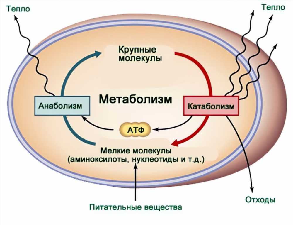 Метаболизм и вес: Как обмен веществ влияет на фигуру