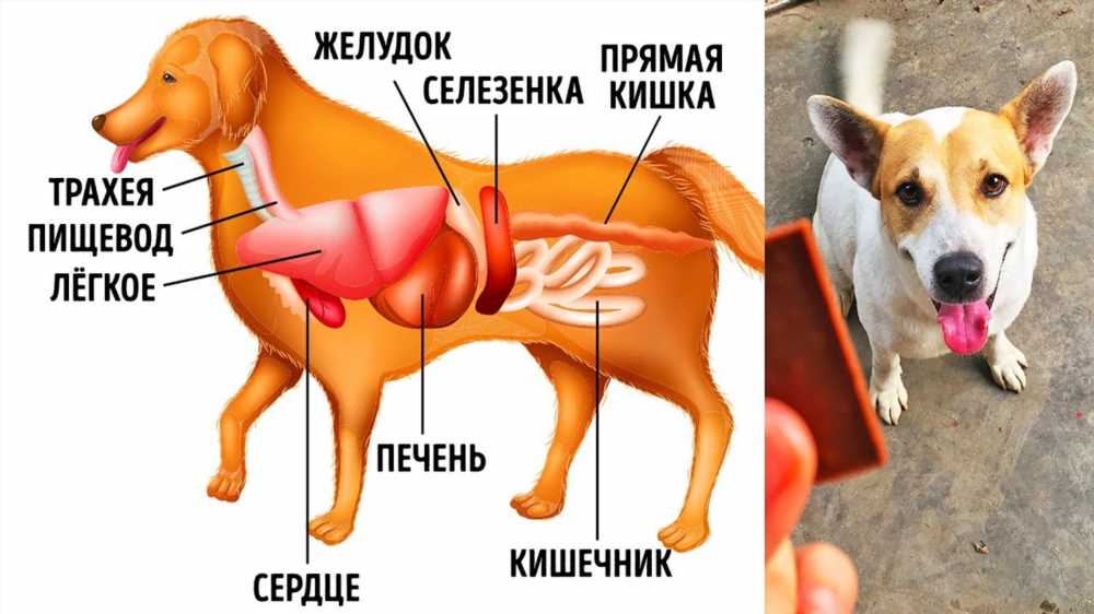 Опасные продукты для немецкой овчарки: что нельзя кормить вашего питомца