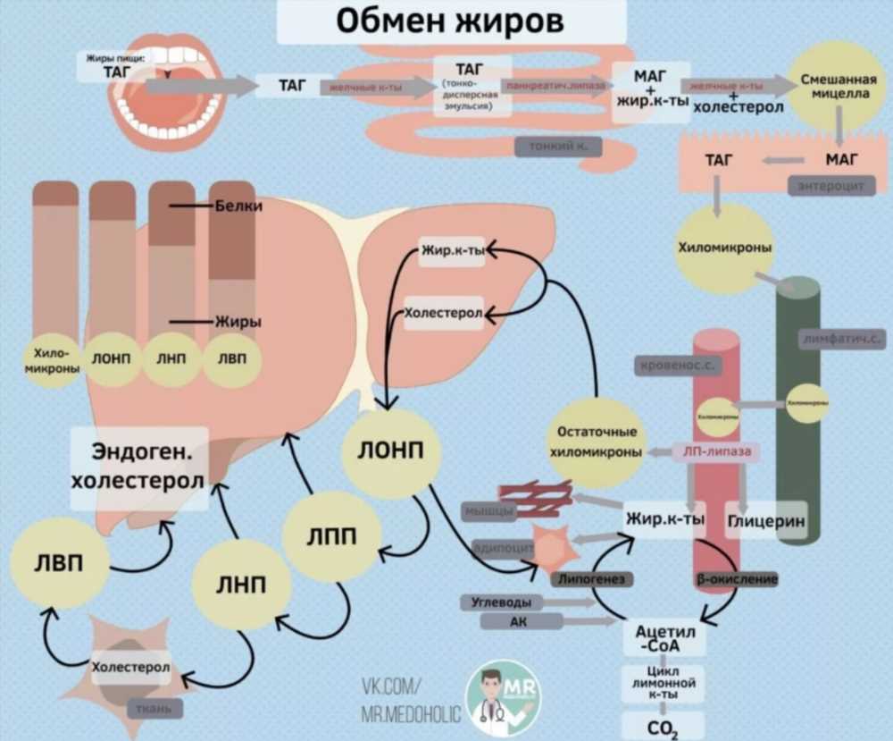 Полное руководство по жирам в продуктах: функции, виды и их влияние на здоровье