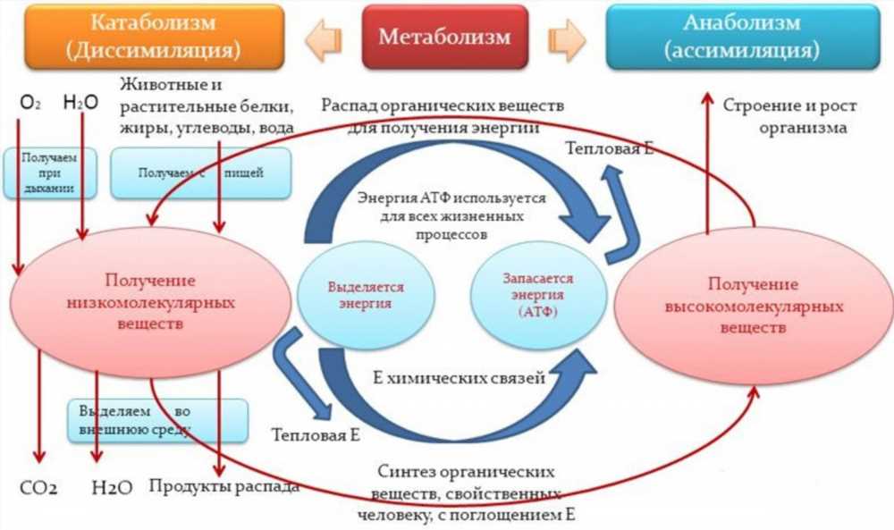 Понимание клеточного метаболизма: ключевые концепции и его роль в организме