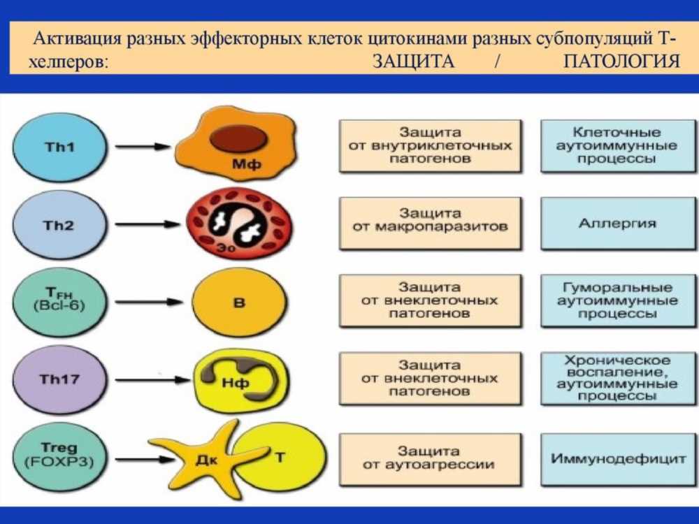 Все, что нужно знать о лимфоцитах: функции, место образования и роль в организме